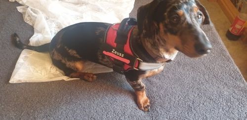 C***a review of Personalized NO-PULL Harness *LIFETIME WARRANTY*