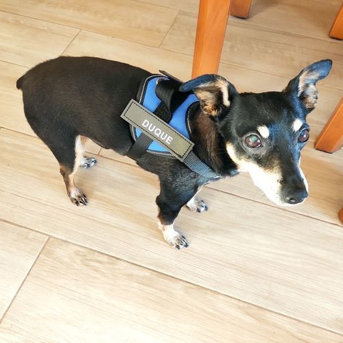 T***O review of Personalized NO-PULL Harness *LIFETIME WARRANTY*