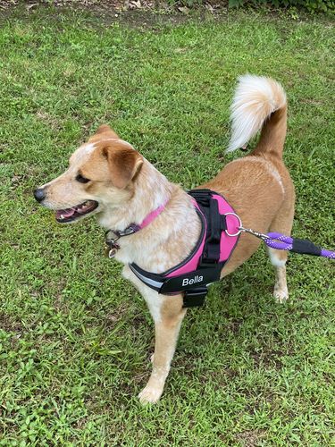 Sherrie F. review of Personalized NO-PULL Harness *LIFETIME WARRANTY*