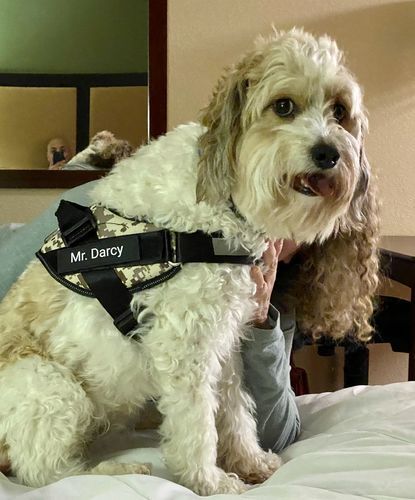 Georges W. review of Personalized NO-PULL Harness *LIFETIME WARRANTY*