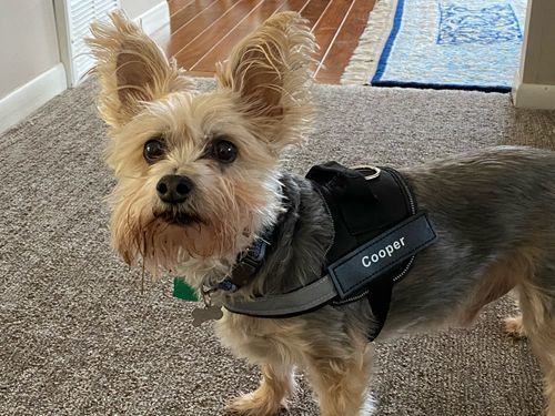 D***d review of Personalized NO-PULL Harness *LIFETIME WARRANTY*