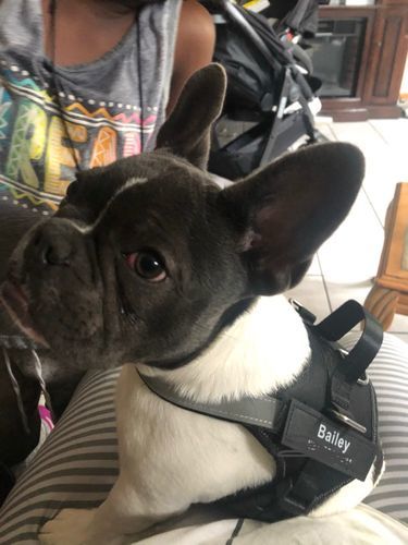 A***D review of Personalized NO-PULL Harness *LIFETIME WARRANTY*