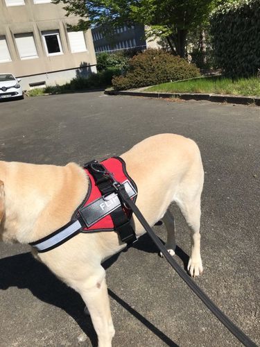 B***E review of Personalized NO-PULL Harness *LIFETIME WARRANTY*