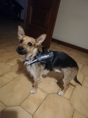 P***s review of Personalized NO-PULL Harness *LIFETIME WARRANTY*