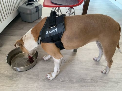A***x review of Personalized NO-PULL Harness *LIFETIME WARRANTY*
