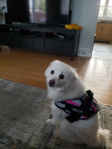 Jenny  S. review of Personalized NO-PULL Harness *LIFETIME WARRANTY*